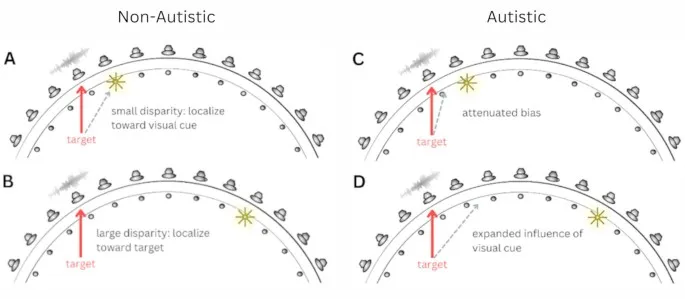 Рисунок 1: Предполагаемые различия в аудиовизуальной пространственной интеграции между типично развивающимися и аутичными детьми.