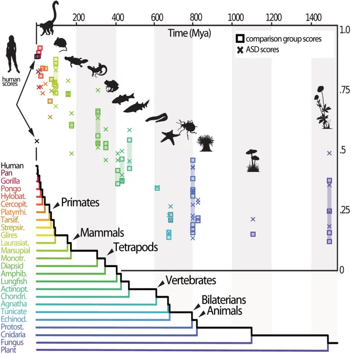 Фигура 1: Корреляция между эмпатическими предпочтениями и филогенетическим расстоянием
