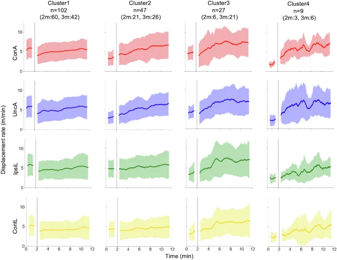 Кластерные средние временные эволюции скорости смещения, окрашенные по конечностям. ConA — подключенная рука, UncA — неподключенная рука, IpsiL — ипсилатеральная нога, ContL — контралатеральная нога. Различия между кластерами в скоростях смещения наблюдаются на базовом этапе, а не на игровом. Скорость смещения в базовой фазе низка, когда базовое отношение соответствующей конечности высокое.