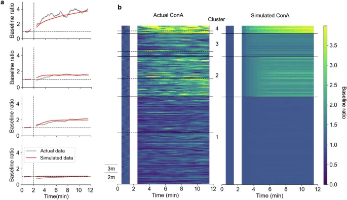 Смоделированные временные эволюции базовых отношений ConA. а Фактические временные эволюции (серый) и их симуляция (красный) для кластеров 1, 2, 3 и 4, расположенные снизу вверх. Собственные частоты колебаний были выбраны из равномерного распределения с диапазоном 2.8 < ω₀ < 3.3 (Кластер 1), 0.9 < ω₀ < 1.4 (Кластер 2), 1.4 < ω₀ < 1.9 (Кластер 3) и 0.3 < ω₀ < 0.8 (Кластер 4). Симуляции проводились для того же количества, что и размер каждого кластера, и усредненные симулированные временные эволюции базового отношения были рассчитаны для каждого кластера. b График по младенцам фактических и симулированных временных эволюций базового отношения для подключенной руки (ConA). Пунктирные линии на фактических данных разделяют 2- или 3-месячных младенцев в пределах кластера.
