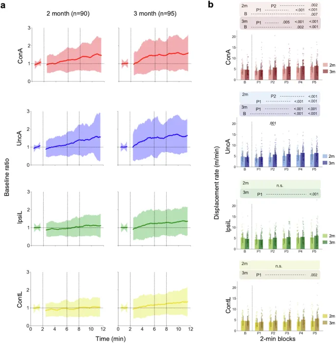 Групповая кривая обучения и индивидуальные различия. а Усредненные по группам кривые обучения для подключенной руки (ConA). b Соотношение скорости смещения в игровых фазах к базовой фазе, показывающее индивидуальные различия. Если точка находится выше линии y=x, то количество движения конечности больше, чем в базовой фазе (базовое отношение >1). Если точка находится ниже линии y=x, то количество движения конечности меньше, чем в базовой фазе (базовое отношение <1). Цветовые линии представляют собой регрессионные линии, проходящие через начало координат для каждой возрастной группы.