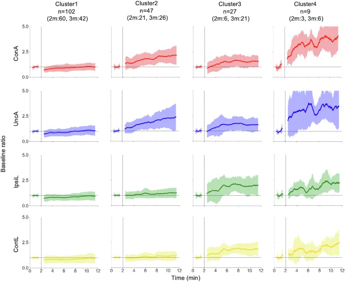 Кластерные средние временные эволюции базового отношения, окрашенные по конечностям. Первые 2 минуты — это базовая фаза, следующие 10 минут — игровая фаза. ConA — подключенная рука, UncA — неподключенная рука, IpsiL — ипсилатеральная нога, ContL — контралатеральная нога.