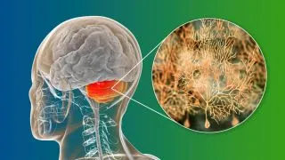 Как мозг учится быстро действовать без лишних размышлений