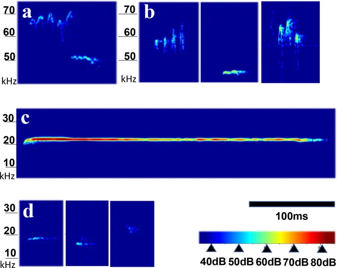 Рисунок 3: Частота низкочастотных самопроизвольных УЗВ во время сессии вокализации