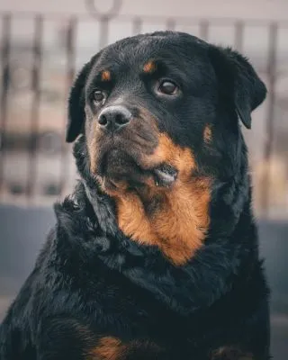 Прамод Тивари / Pexels