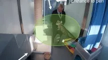 Ученые проводят поведенческий эксперимент с сурикатами