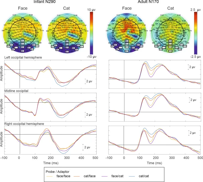 Рисунок 3: График средних событийных потенциалов (ССП) для взрослых и младенцев в различных условиях.