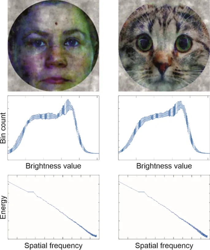 Рисунок 1: Пример стимулов, использованных в исследовании (человеческие лица и лица кошек).