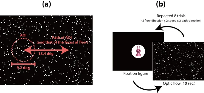 Рисунок 1: Схематическое представление стимулов и области интереса