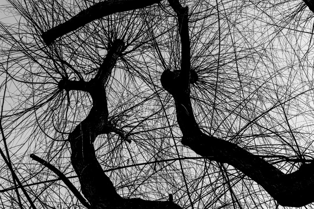 Структурная связность нарциссизма: как мозг отражает grandiosity и vulnerability