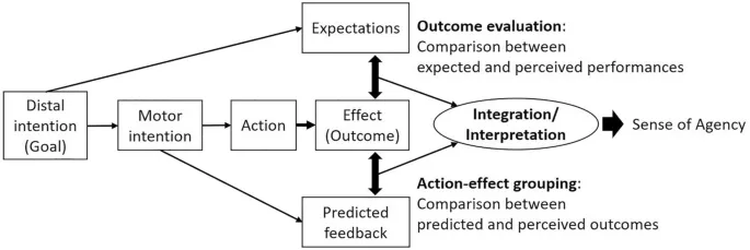 Рис. 3. Концептуальная модель, иллюстрирующая, как отклики объекта могут влиять на чувство собственной активности.