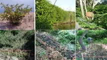 Цветущий сад как элемент городского планирования для снижения стресса