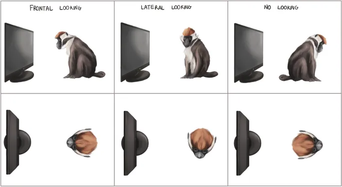 Фигура 1: Схема экспериментальной установки с указанием фронтального взгляда (FL) и самонаправленного поведения (SDB).