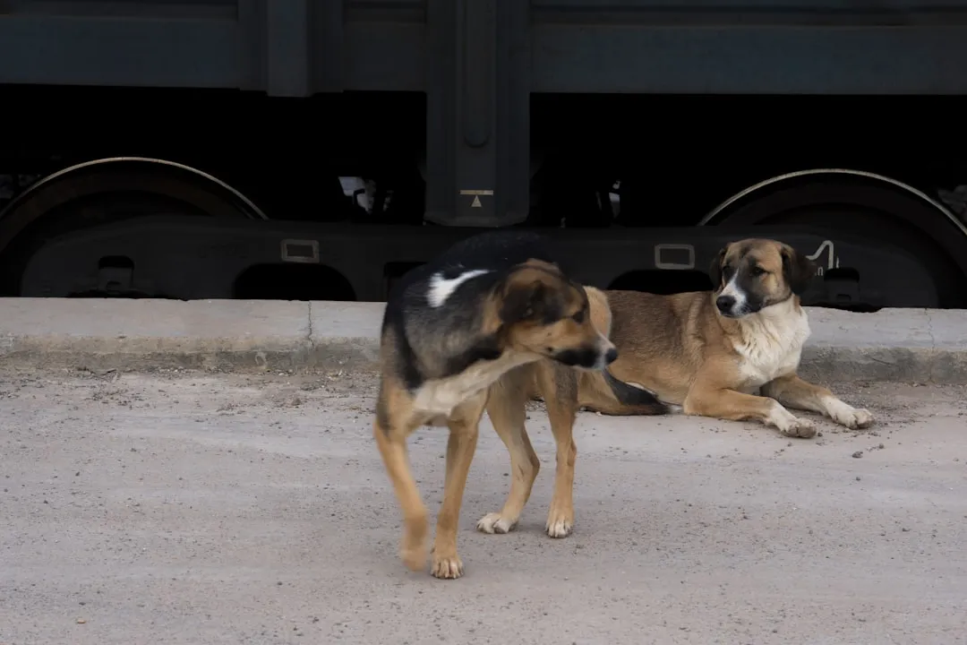 Звуковая символика в общении человека и собаки